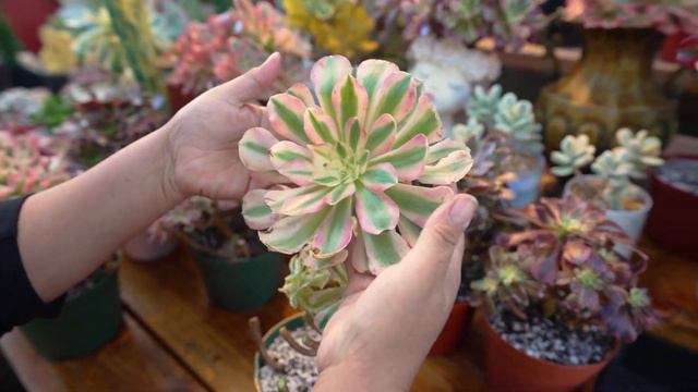 Como Darle Cuidado Y Propagación Del Aeonium Pink Witch смотреть онлайн