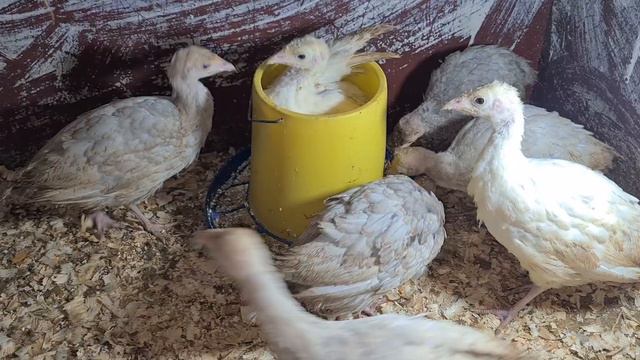 Весь молодняк нашего хозяйства/Индюшата, цыплята смотреть онлайн