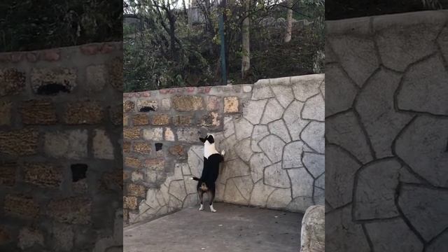 КАК ПРЫГАЕТ МИНИ БУЛЬТЕРЬЕР / MINI BULLTERRIER JUMP смотреть онлайн