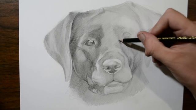 How to Draw a Dog - Labrador смотреть онлайн