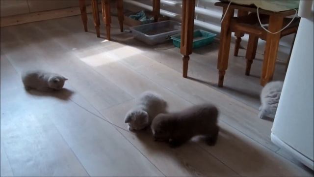 Котята и обои , спасаю от когтей