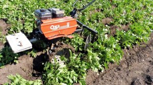 Заточка дисков и Второе окучивание картофеля - мотоблок Ока.