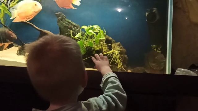 Змееголов. Аквариум. смотреть онлайн