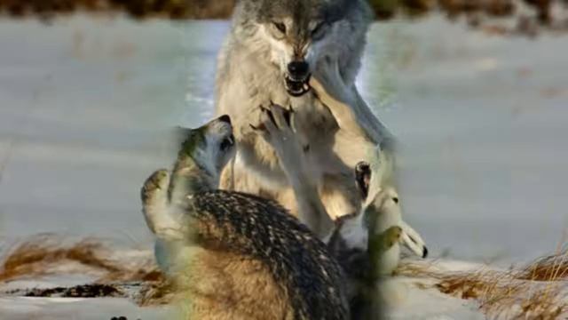 Русские народные сказки - сказка про овцу, лису и волка (читает Лев) смотреть онлайн