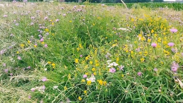 Biking around Turnhout, Belgium смотреть онлайн