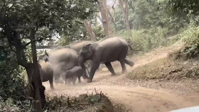 Mummy naraz ho gai ? jungle se aate hi смотреть онлайн