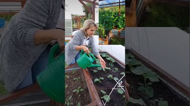 Лучшая подкормка для огурцов. Для роста огурцов. Огурцы скажут вам спасибо @galabum смотреть онлайн