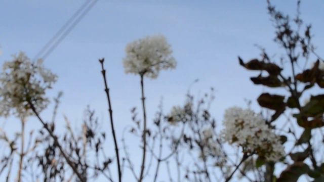 ФУТАЖ Октябрь Цветет сирень смотреть онлайн