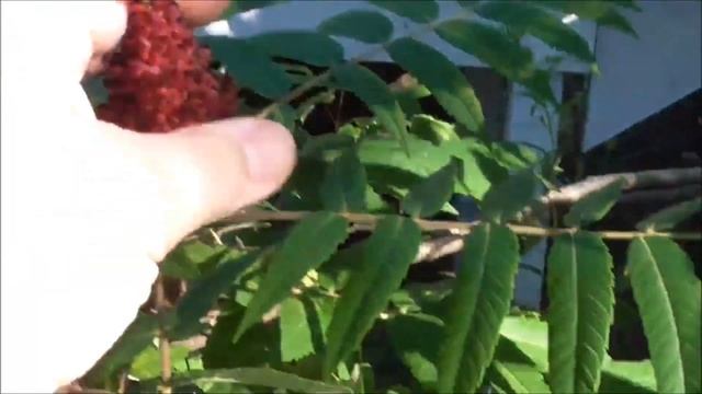 Sumac! What is it? What's it good for? смотреть онлайн