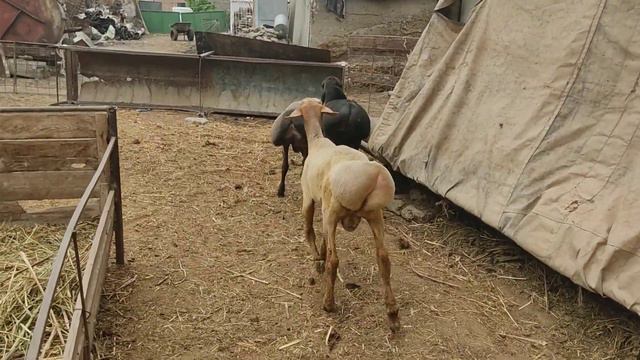 (1087) после стрижки те самые три Боготыря. +996553999905 смотреть онлайн