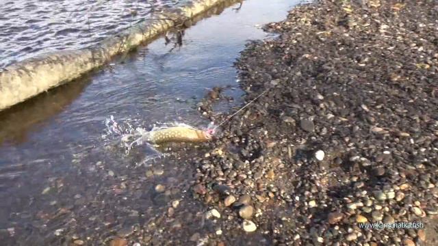 Рыбалка на р.Крутогорово. Западное побережье Камчатки. смотреть онлайн