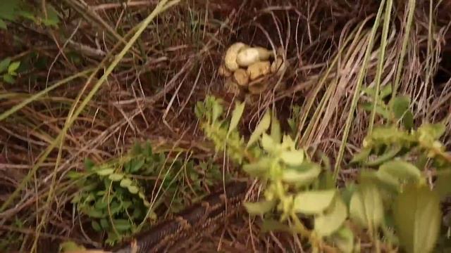 GIANT PYTHON NEST FOUND HATCHING ON SNAKE INFESTED ISLAND ! WHAT NOW ?! смотреть онлайн