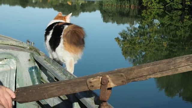 BARSIK - Kurilian Bobtail смотреть онлайн