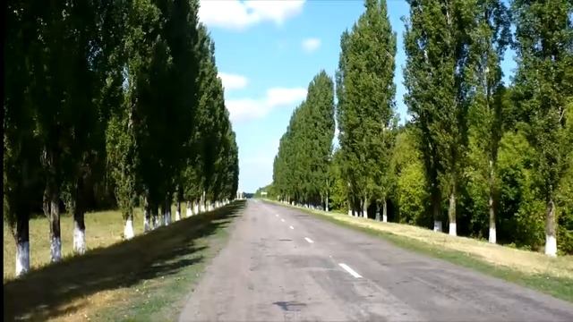 Почему в наших городах высаживали именно тополь