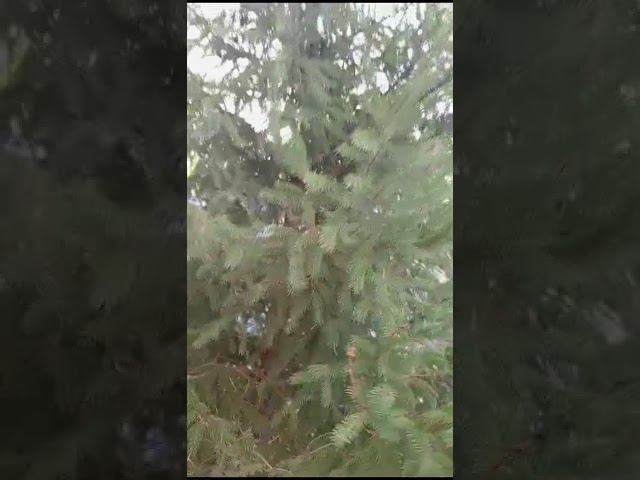 Гнездо воробья