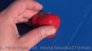 АРИАННА ранний сорт клубники