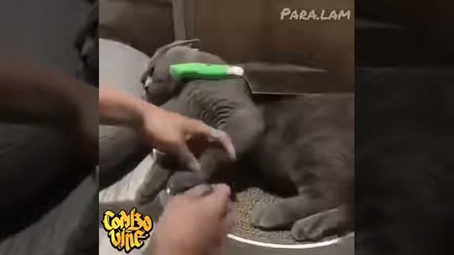 Как стричь ногти коту.? смотреть онлайн