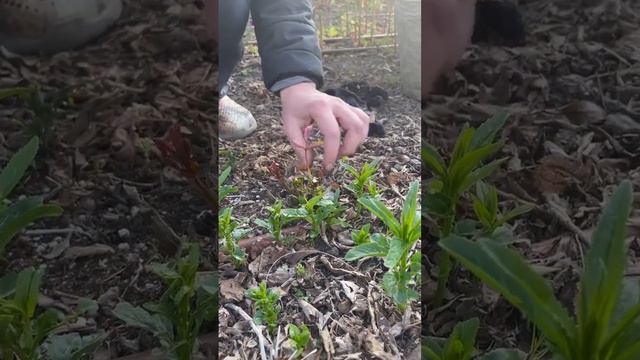 Роза после зимы стоит сухая. Она пропала? смотреть онлайн