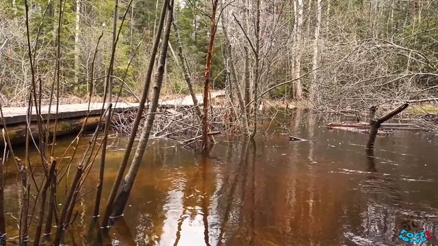 ЛЕСНАЯ РЕКА ??? Весенний разлив ??? Forest river. Spring flood. 森林河。 春季洪水 смотреть онлайн