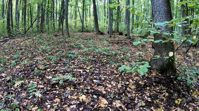 Коп по выбитому месту после дождя! смотреть онлайн