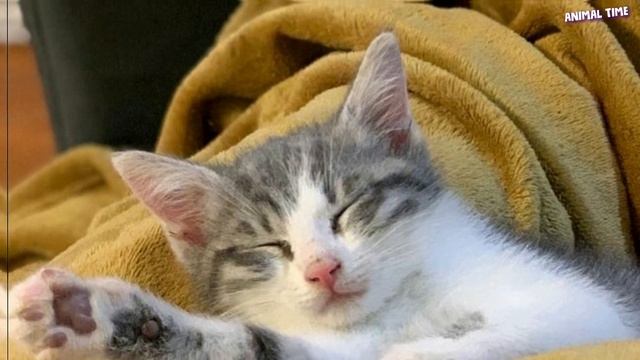 Грязный худощавый котёнок пищал на всю улицу, чтобы его заметили.. смотреть онлайн