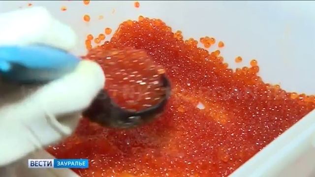 В Кургане открылась выставка Дары Камчатки