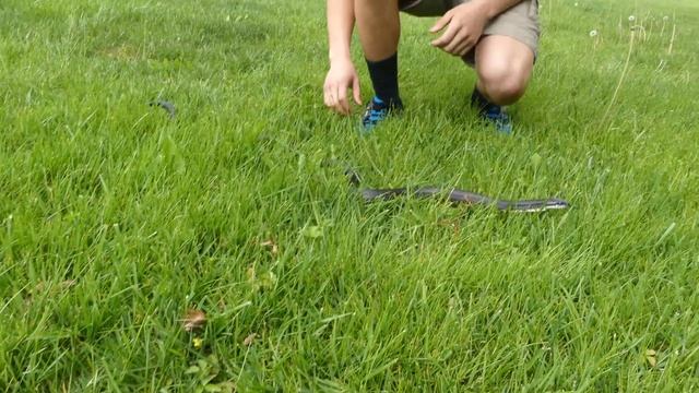 How to Find and Catch a Snake In Your Yard! (Bare Handed)~4K смотреть онлайн