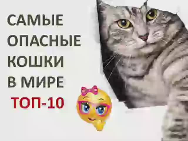Самые опасные кошки в мире. Топ 10. смотреть онлайн