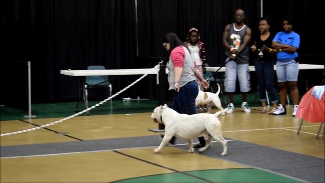 ABKC 5th Annual CSRA Bully Classic 5/2/15 смотреть онлайн