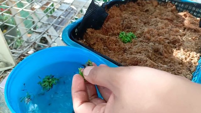 Tanim tayo ng contaminated Tissue Culture Bottle . #nature #gardening #plant #flower #beautiful смотреть онлайн