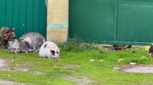 СКАНДАЛ с ХЕЙТЕРАМИ / Кормим бездомных собак и кошек.