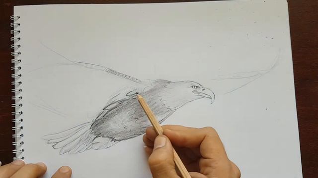 Белоглав орел (Рисунка с молив) смотреть онлайн