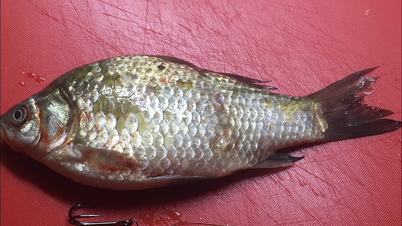 Как надеть живца _наживить. How To Hook Live Bait