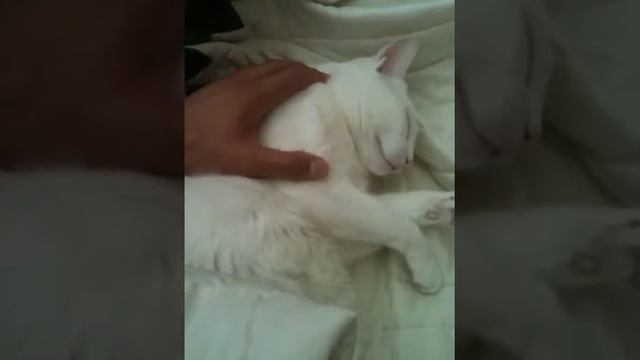 Boring video of Azrael sleeping смотреть онлайн