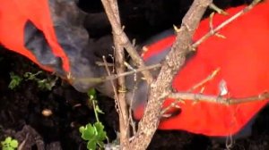 размножение кизила