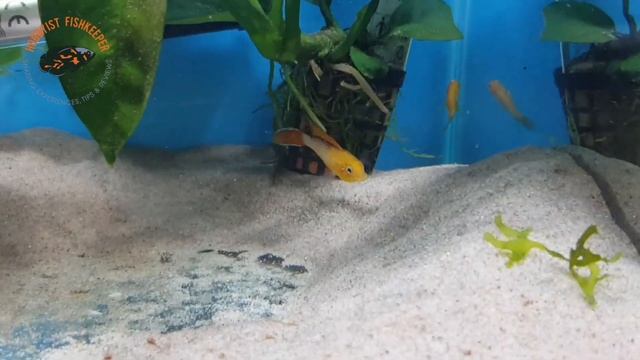 Apistogramma Agassizii Fire Red dwarf cichlid Mini geophagus. смотреть онлайн