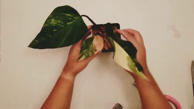 Unboxing Wishlist Plant - Philodendron Strawberry Shake смотреть онлайн