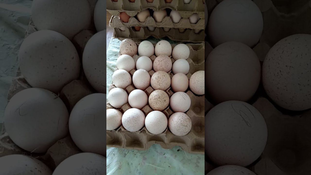 Индюшиные яйца вес смотреть онлайн