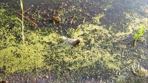 Нано дроп-шот это клево!