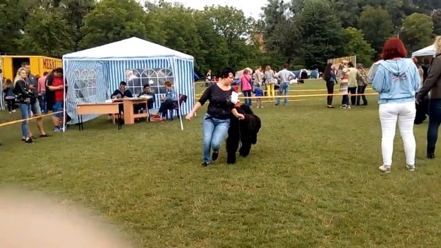 Гарри Поттер из Весенней Сказки - 18 06 сравнение на БОБ смотреть онлайн