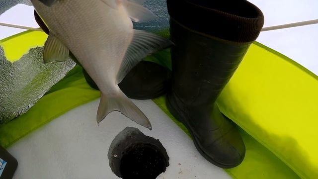 Печенеги. Клев как на черных камнях. Удачная рыбалка смотреть онлайн