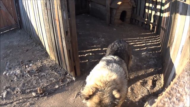 кавказская овчарка наша охранная собака смотреть онлайн