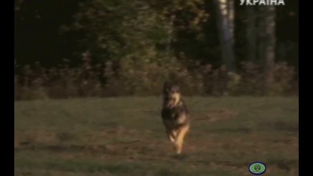 Волчица смотреть онлайн