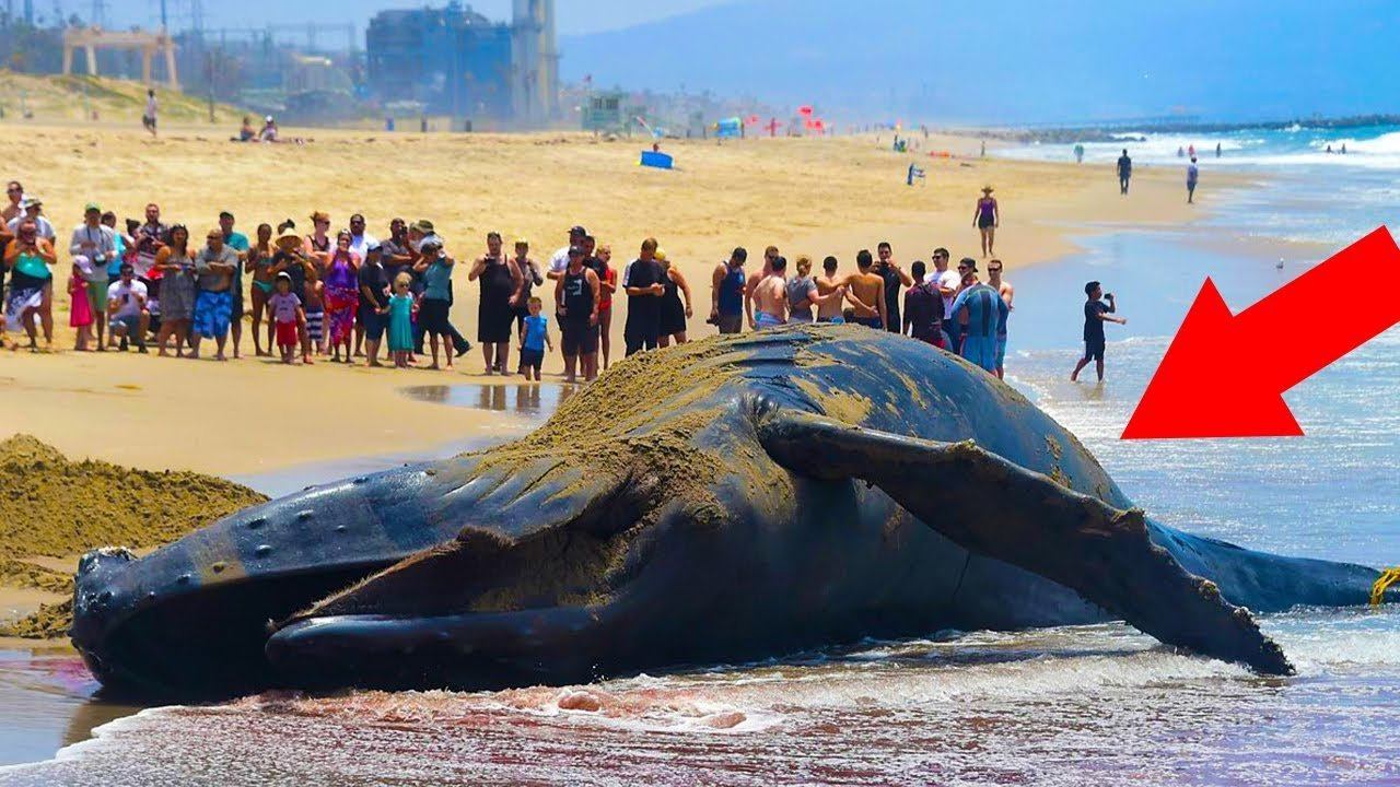 Что происходит, когда умирает КИТ? смотреть онлайн