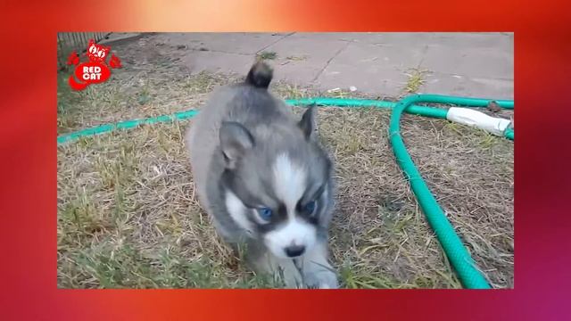 Pomsky Puppies Very Cute. Щенки ПОМСКИ. Incredibly Cute Breeds Of Dogs!