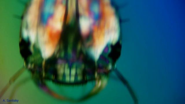 Голова личинки жука плавунца \\ head of a diving beetle larva смотреть онлайн