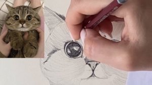 Как нарисовать котика простым карандашом