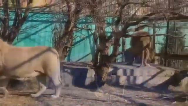 Коммерческий заказ ролика о тайгане от "Харли Квинн", февраль 2020 смотреть онлайн