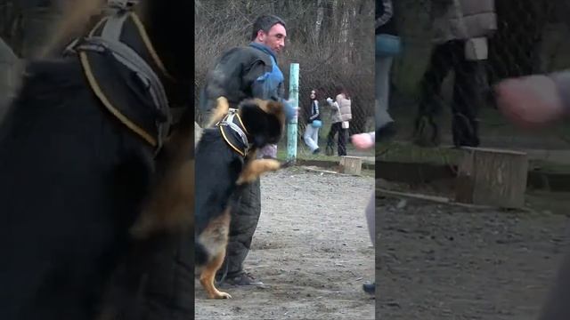 Атакует сын Зевса! Кобель немецкой овчарки Вольф. Дрессировка собак телохранителей. СТРАЖ. Одесса. смотреть онлайн
