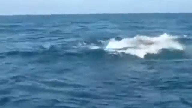 Морской лев оседлал кита 720 смотреть онлайн
